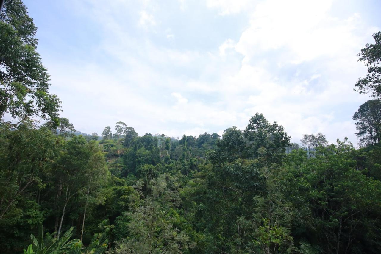 Guest house Tea Forest 2*