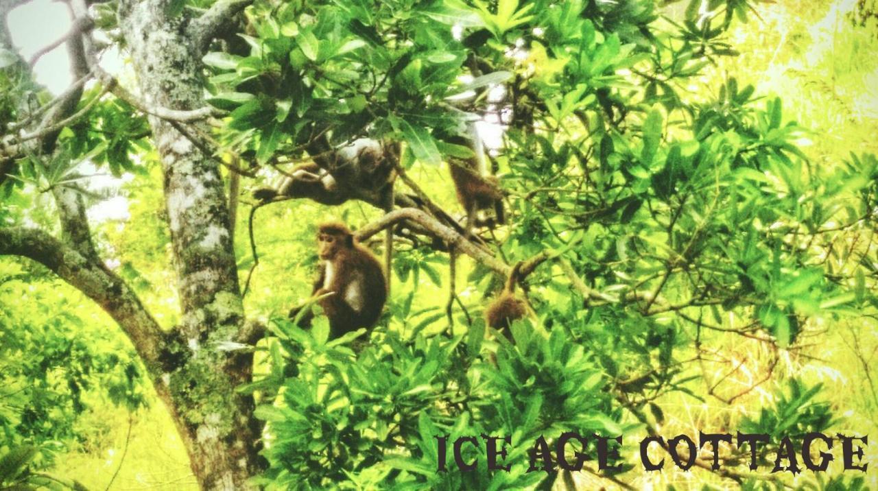 Aparthotel Ice Age *