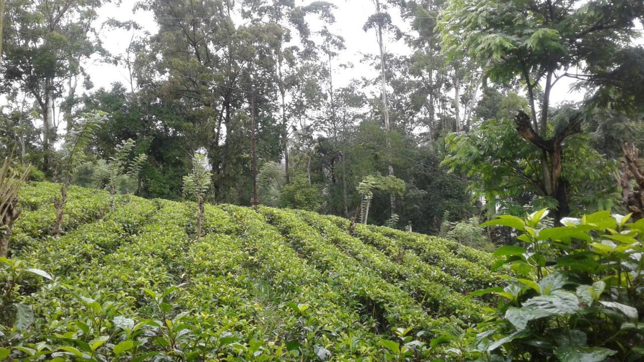 Alta Vista 3*