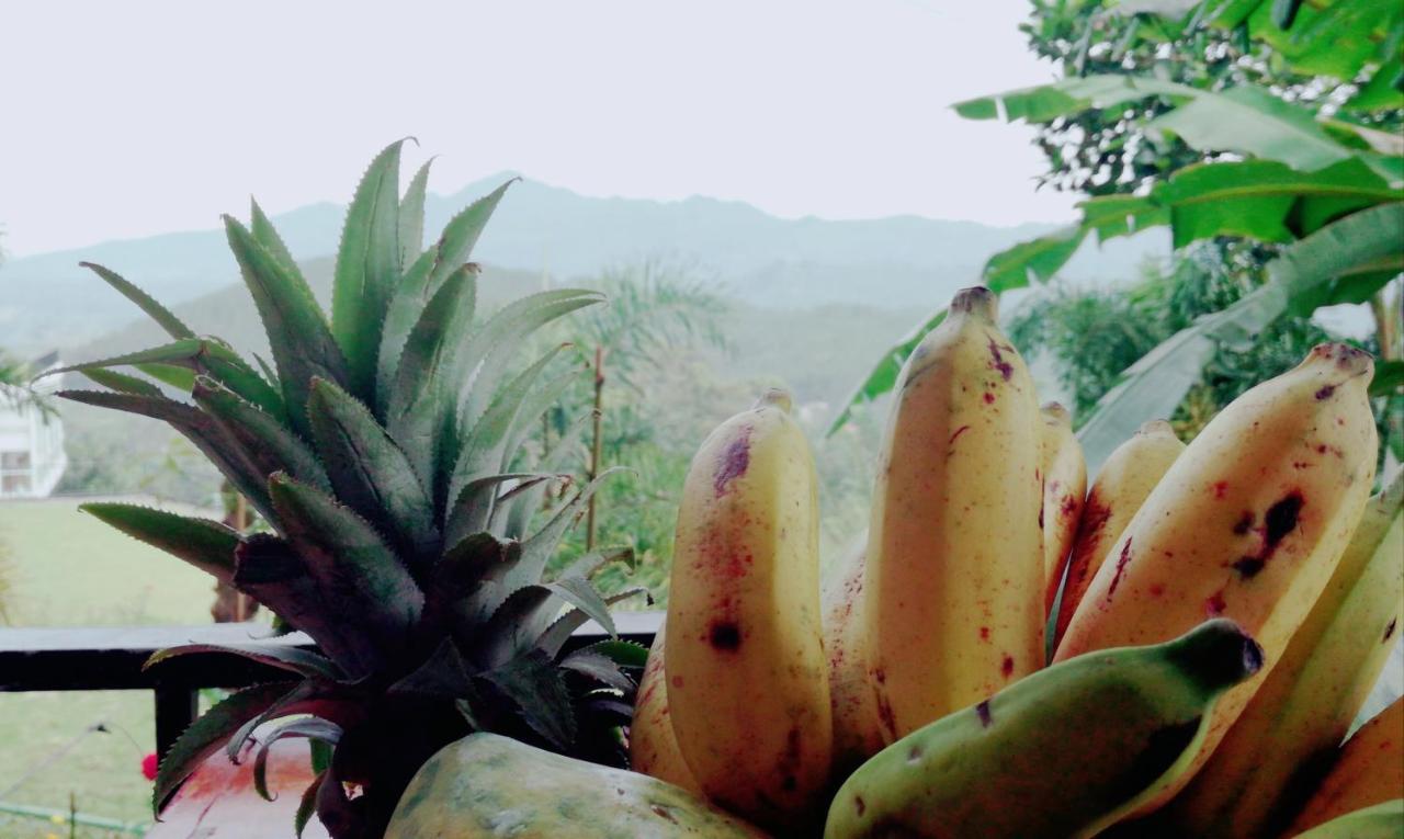 Homestay Broad View *