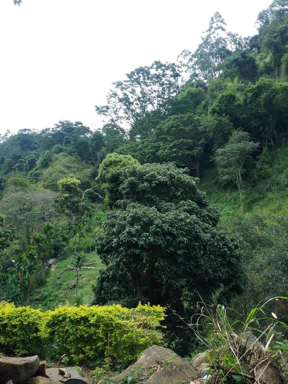 Bed & Breakfast Jungle Face *