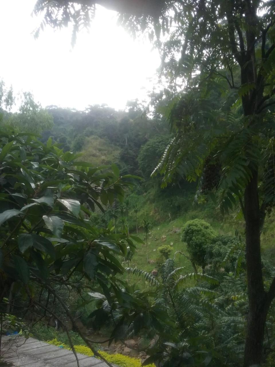 Jungle Face