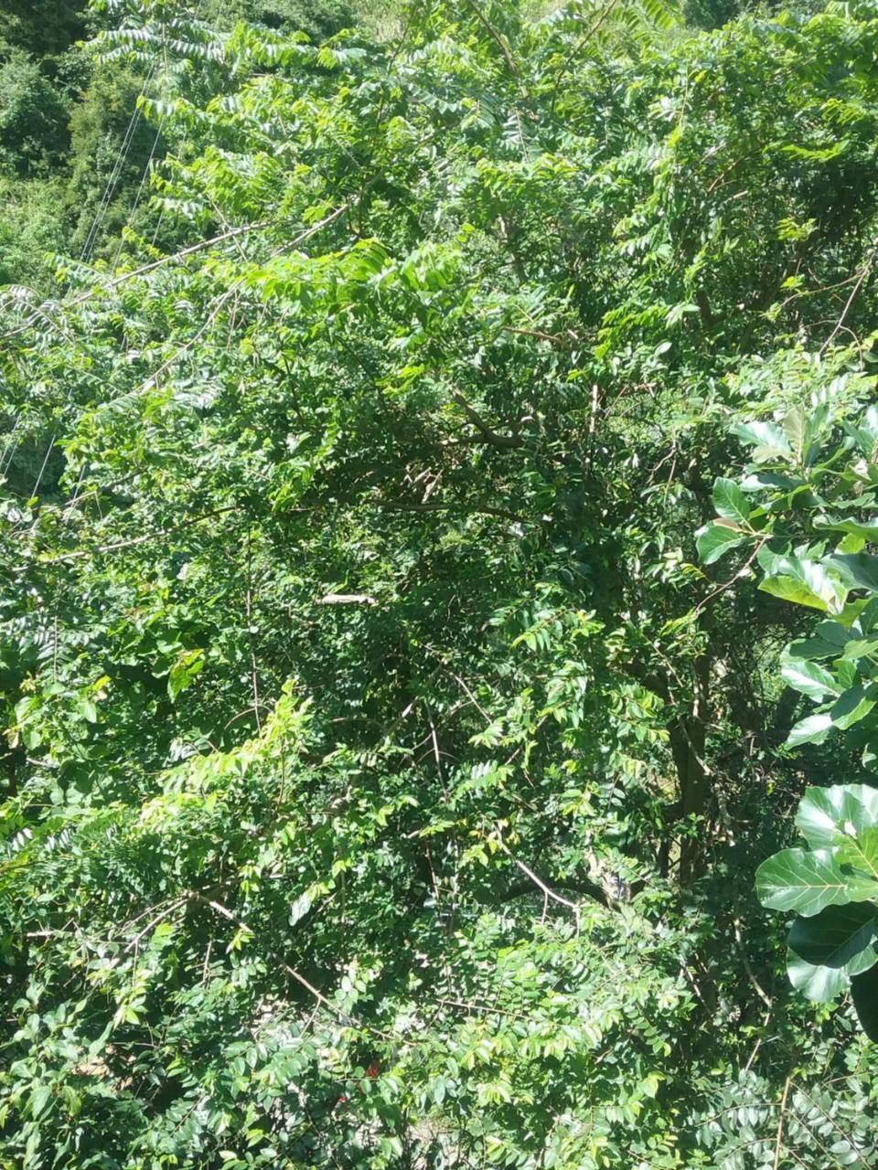 Jungle Face