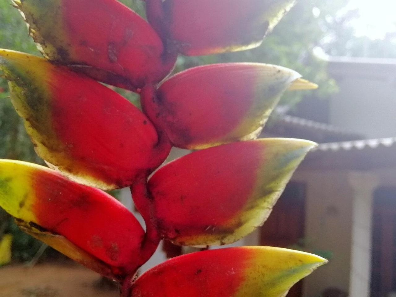 Homestay Jungle