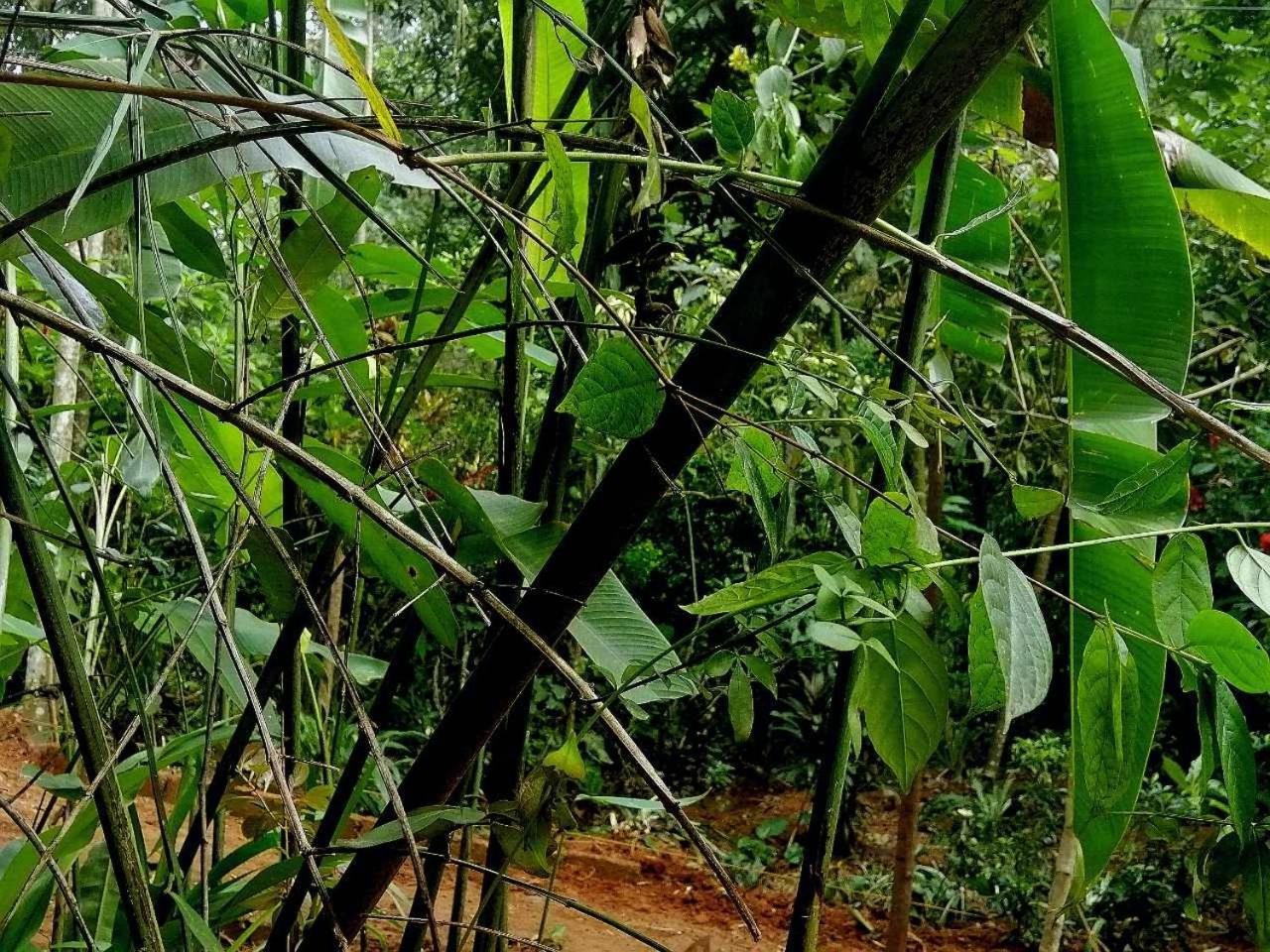 Jungle *