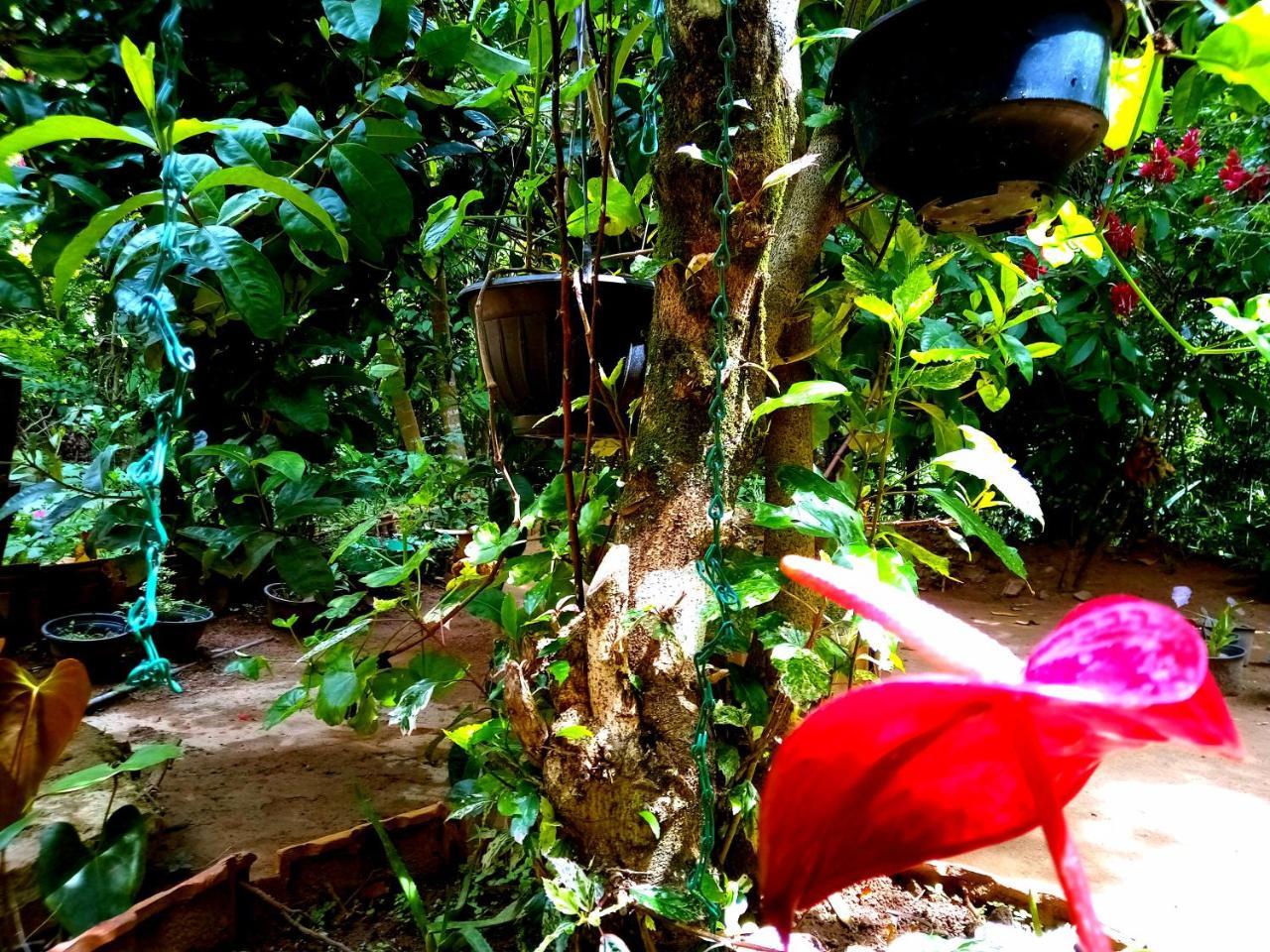 Jungle *