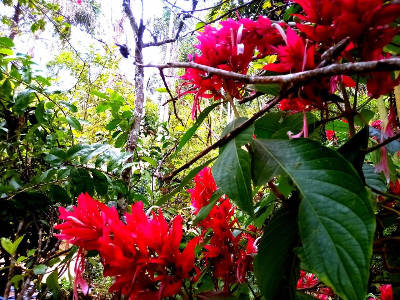 Homestay Jungle