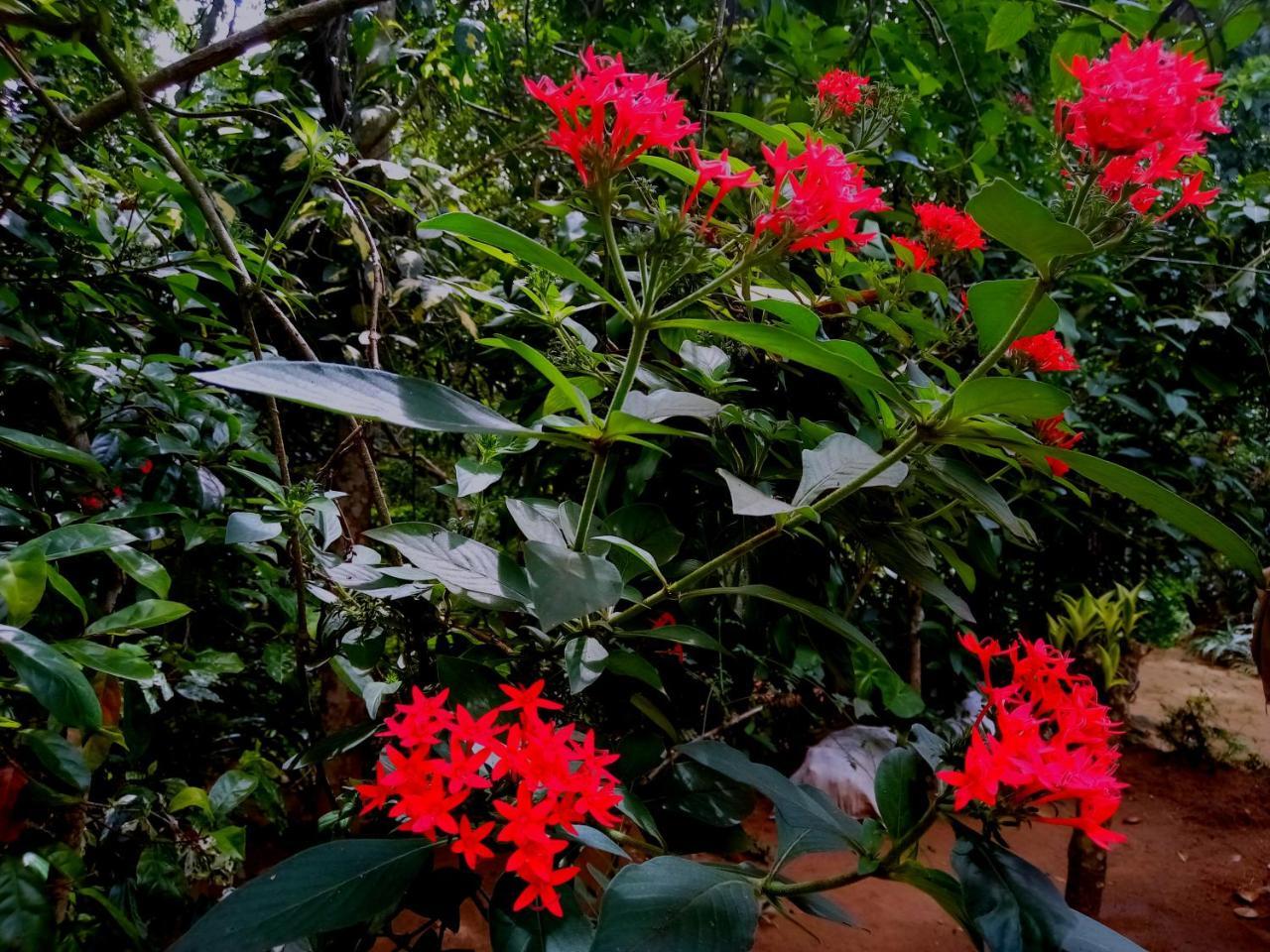 Homestay Jungle *
