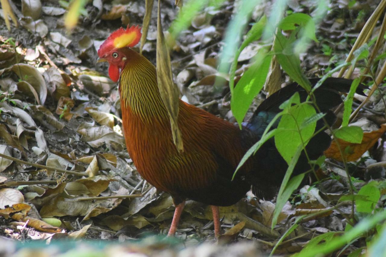 Samadhi Nature 3*