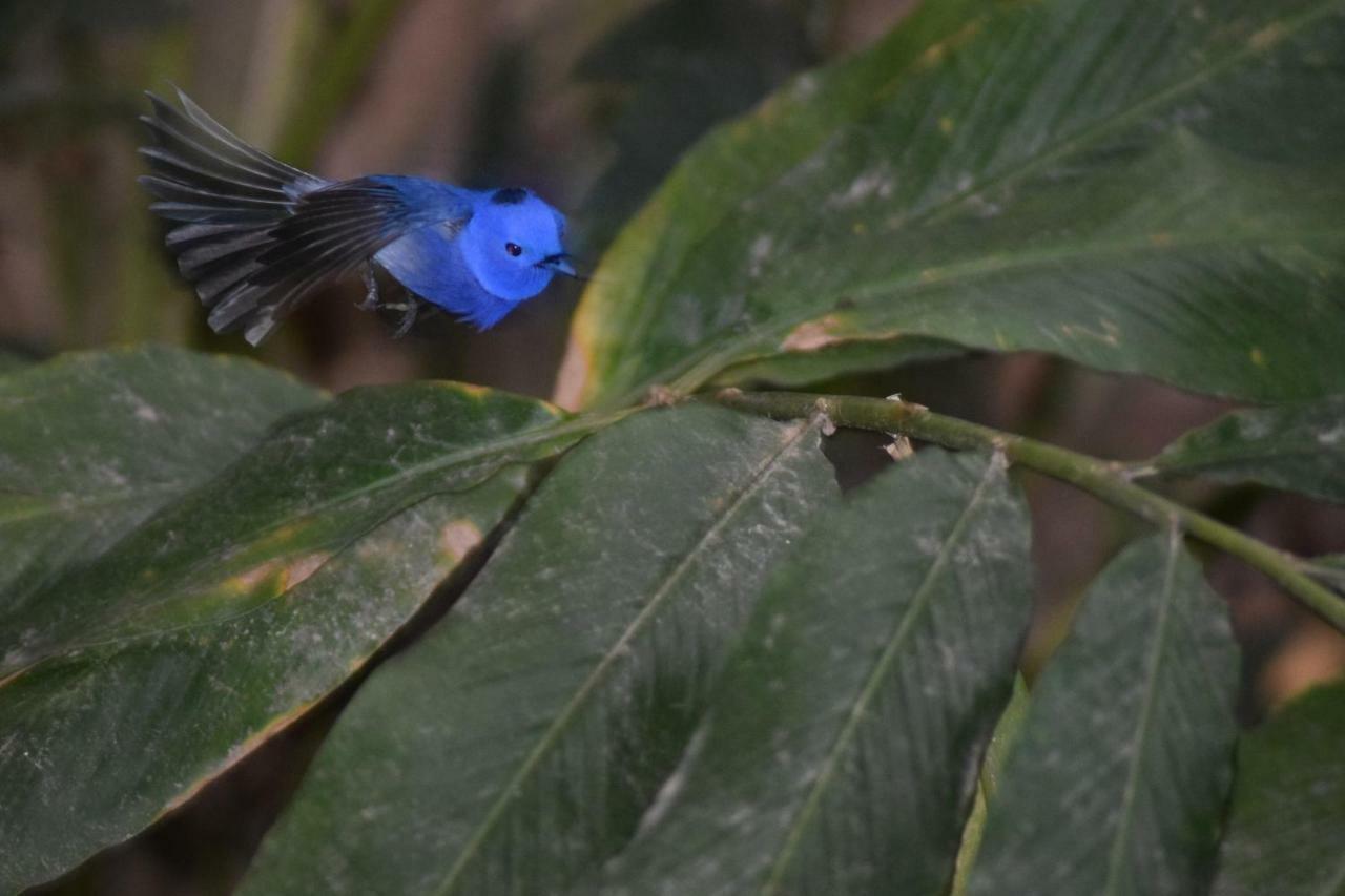 Resort Samadhi Nature Ella