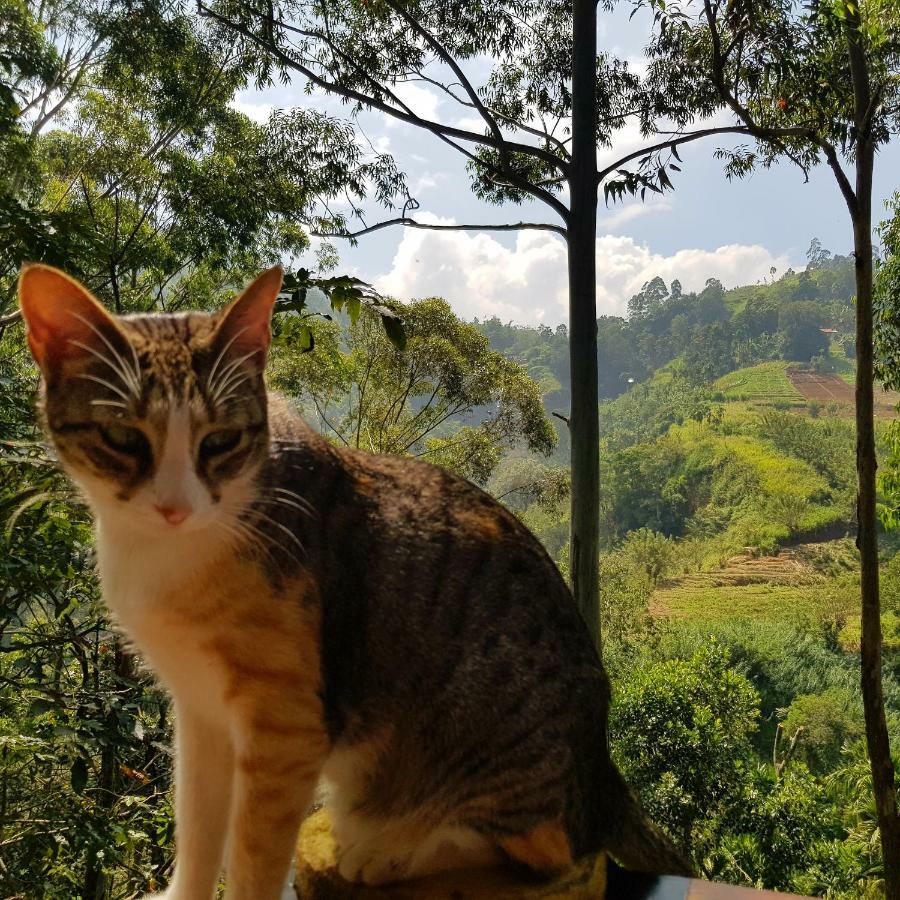 Bed & Breakfast Waterfalls Homestay