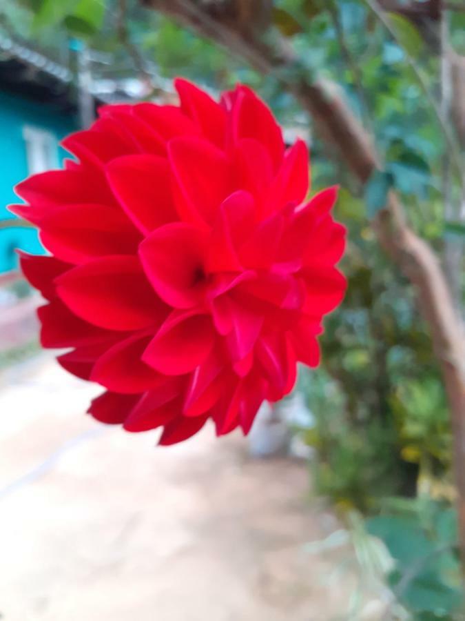 Homestay Secret Nest Ella
