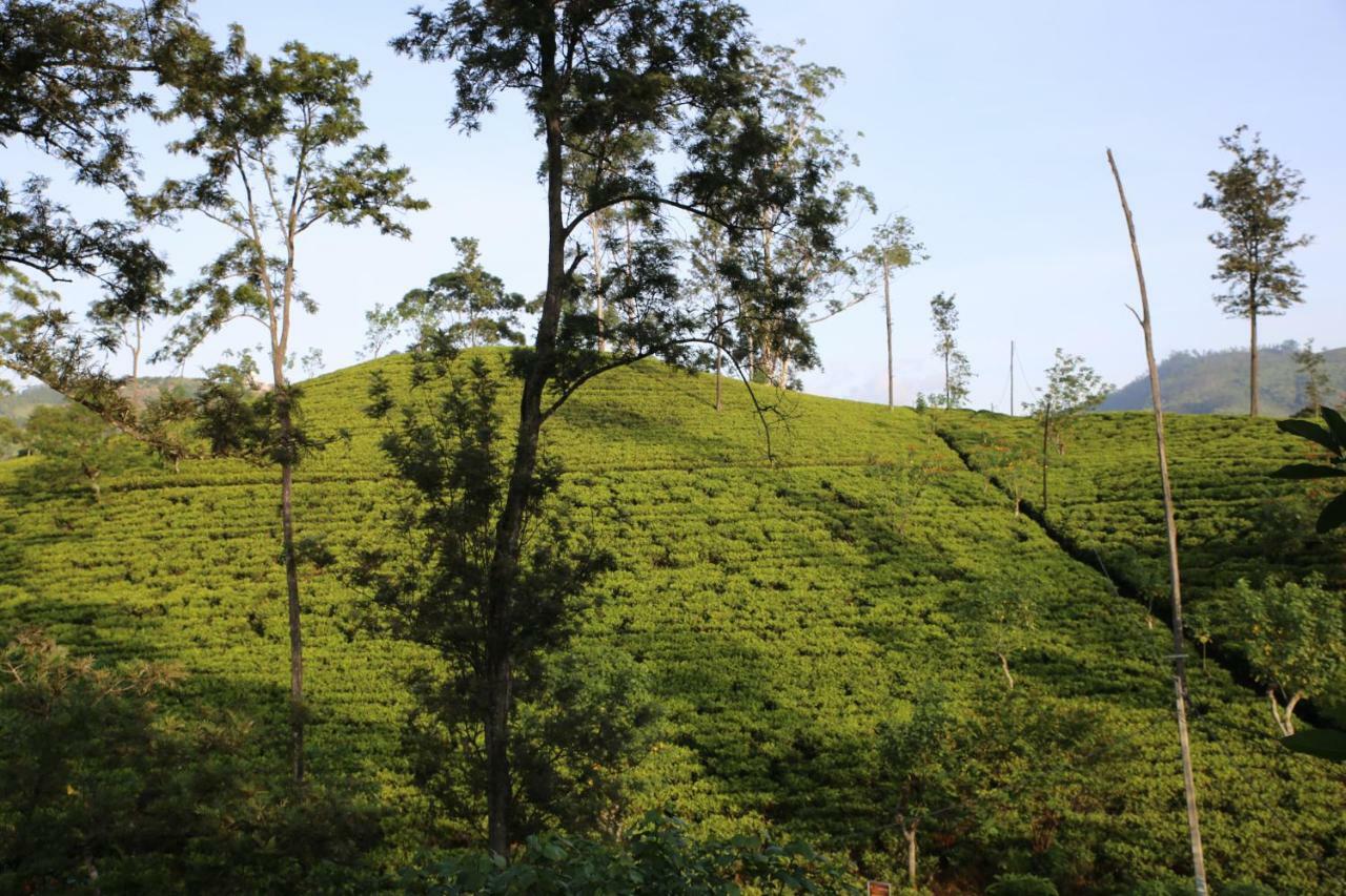 The Tea View Guest Guest house *