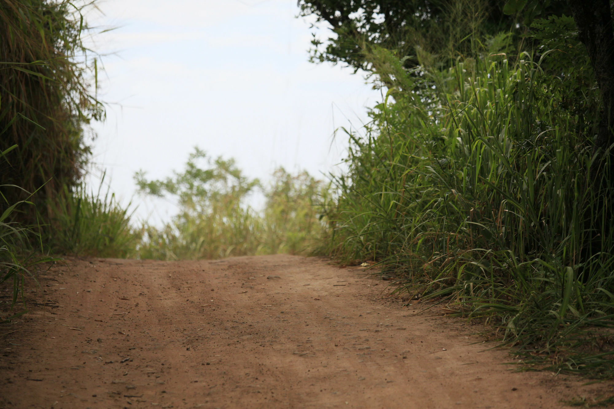 Ella Ecolodge *