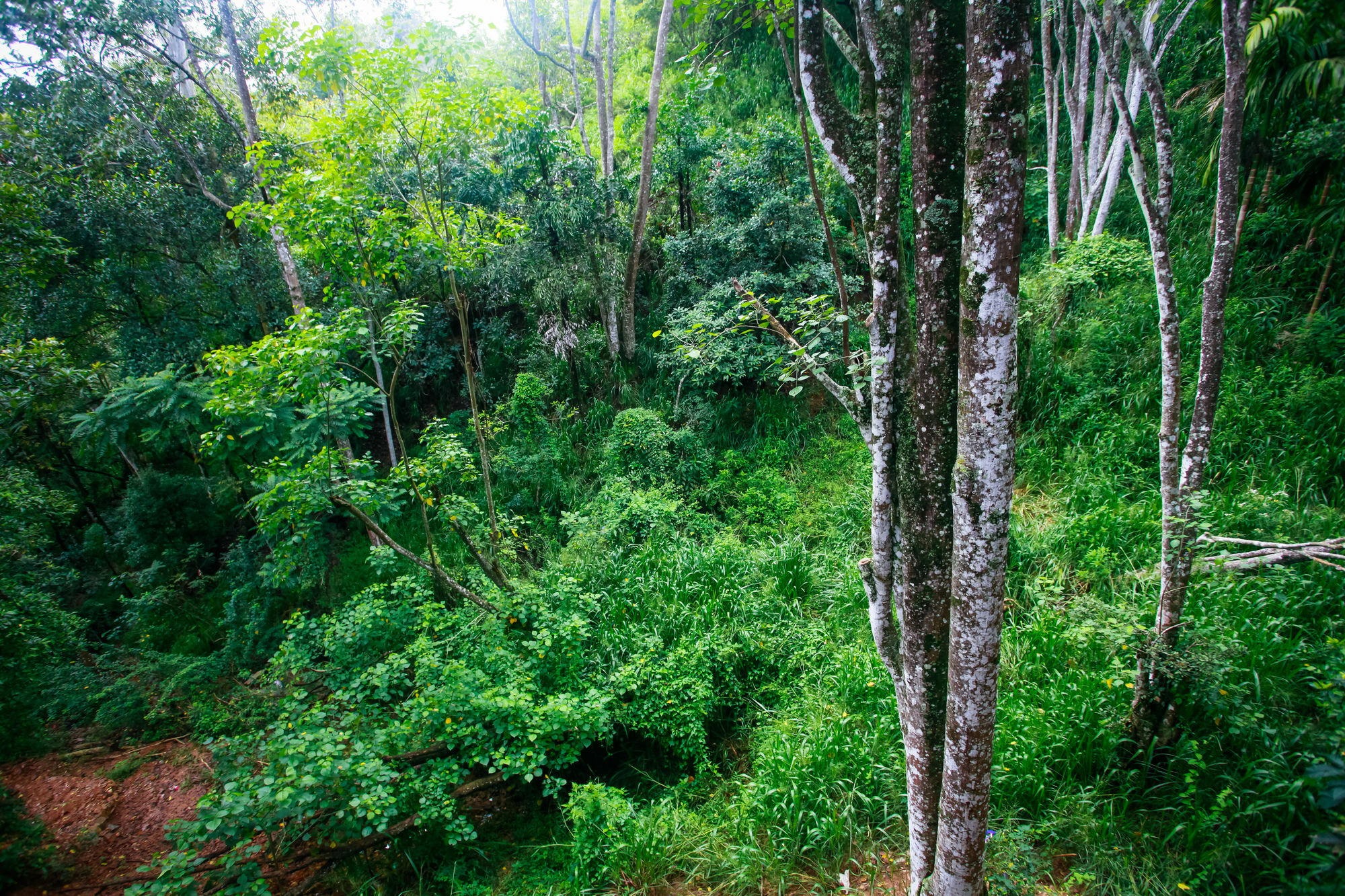 Ella Ecolodge Lodge *