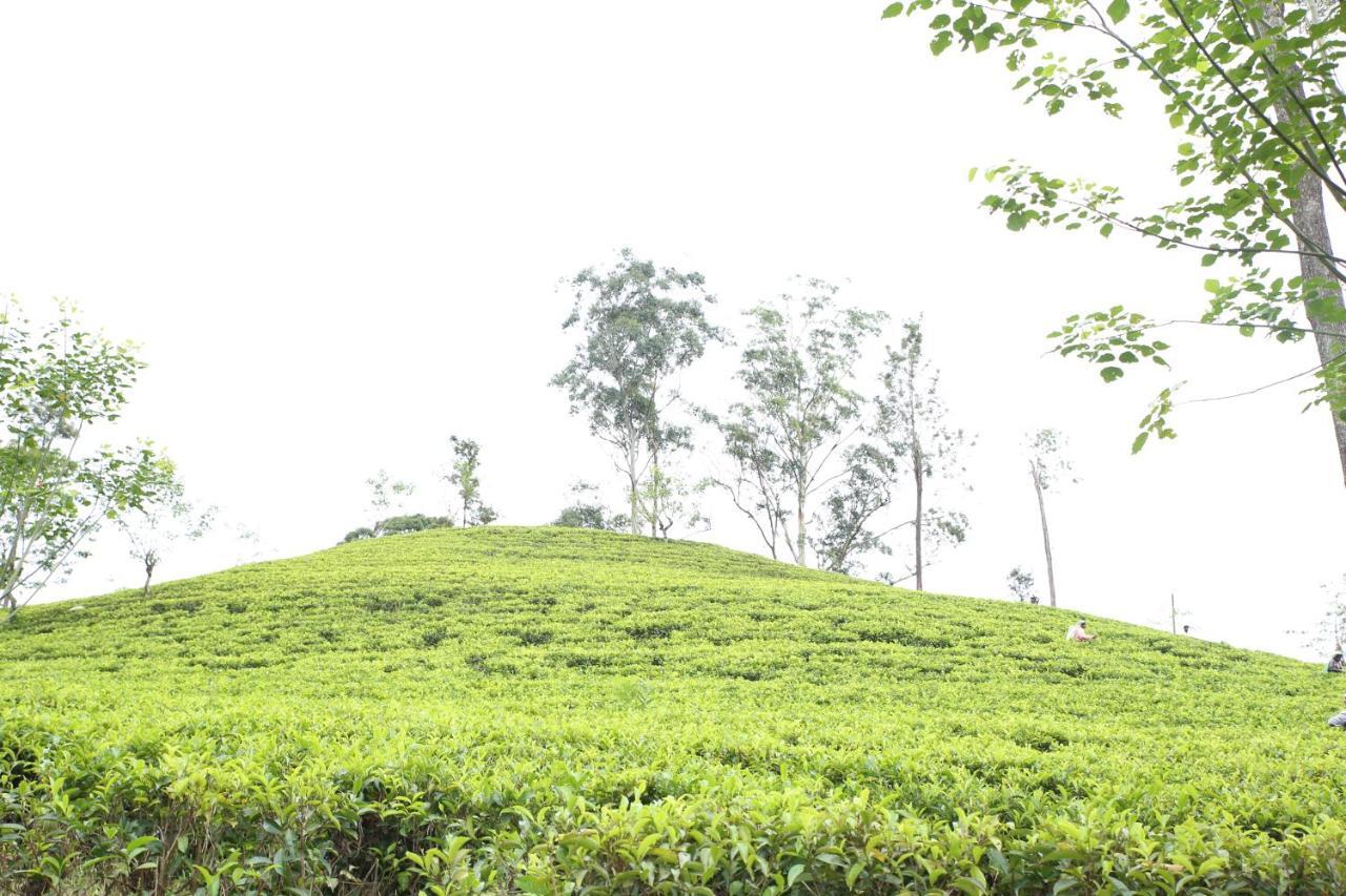 Tea Land View Homestay