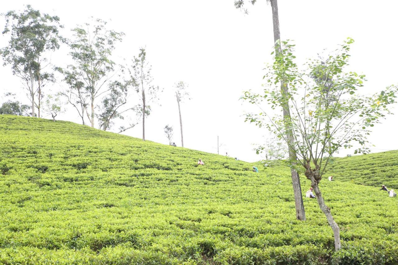Tea Land View * Ella