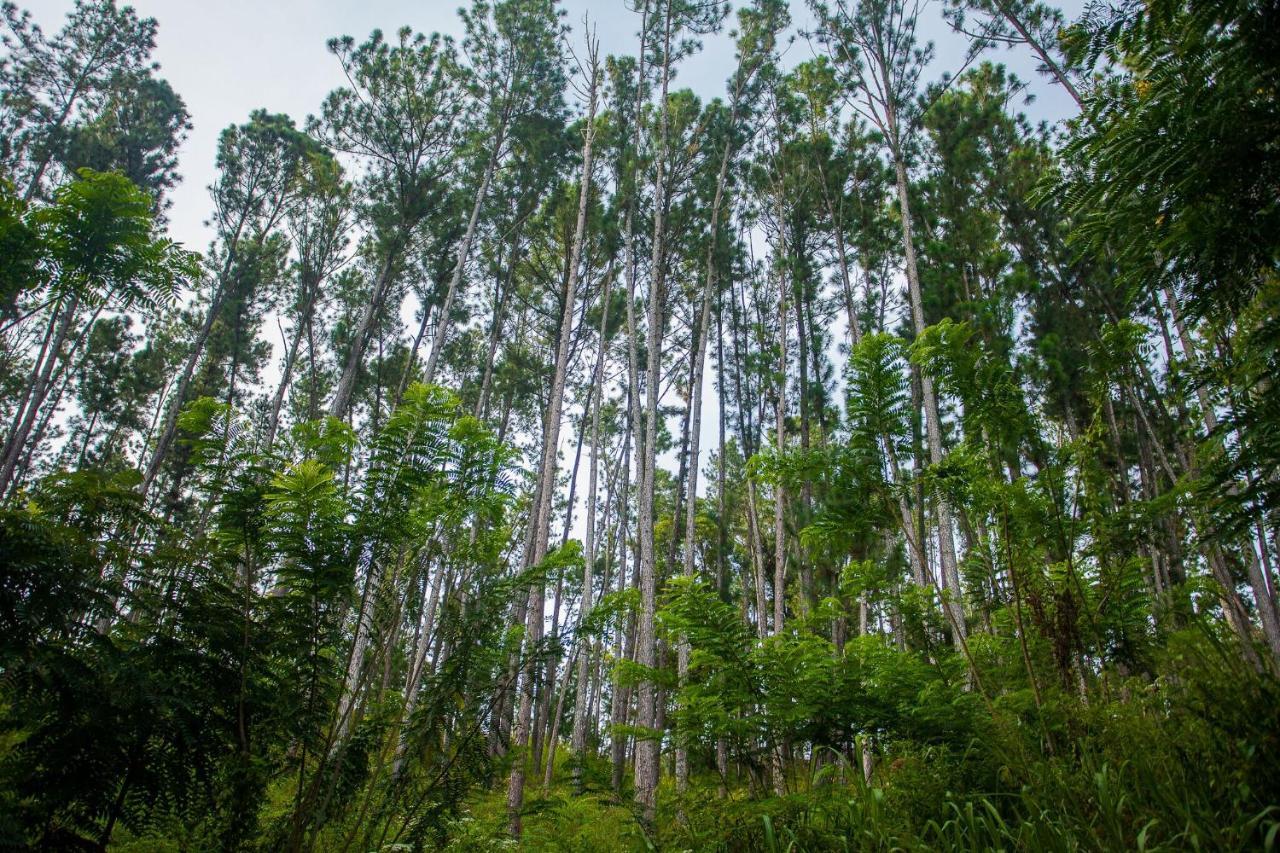 Forest Paradise *