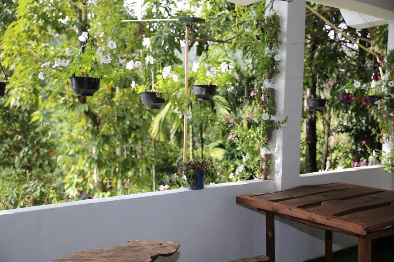 Dream Nest *