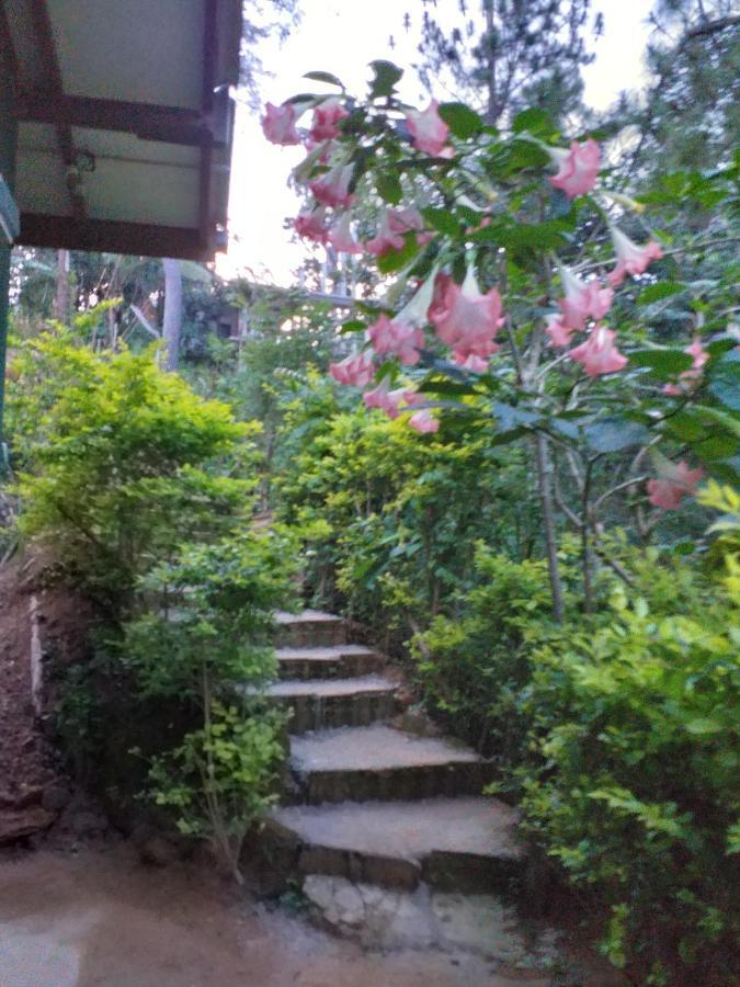 Bed & Breakfast Dream View *