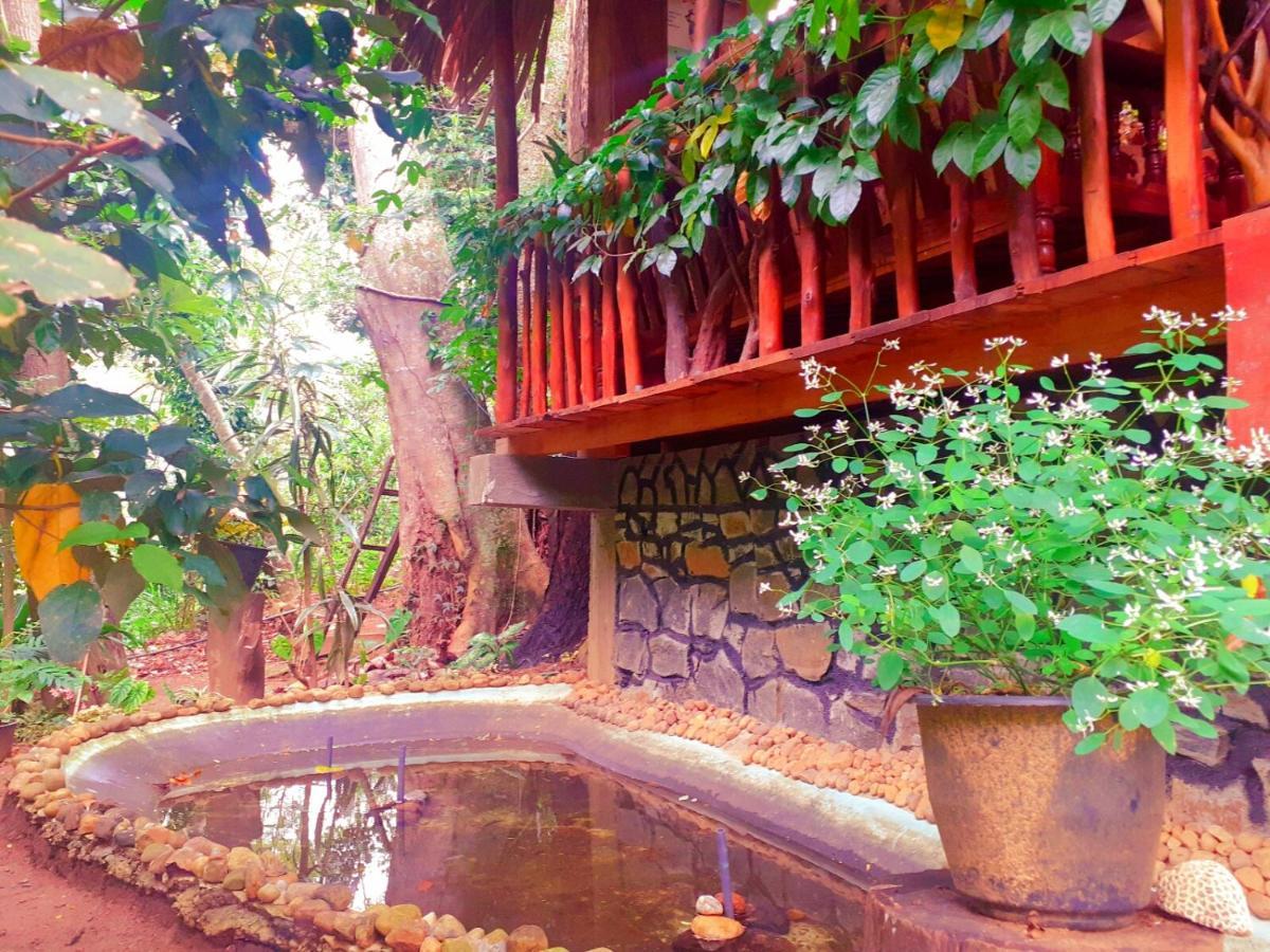 Jungle Face Bed & Breakfast *