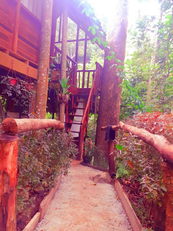 Jungle Face Bed & Breakfast