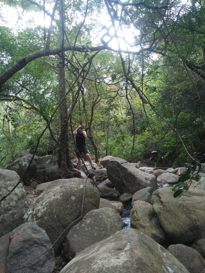 Green Jungle 